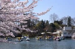 井の頭公園の春2