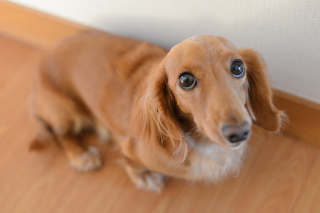 小型犬は首がこる