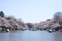 井の頭公園の春