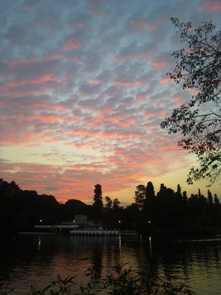 井の頭の夕焼け空
