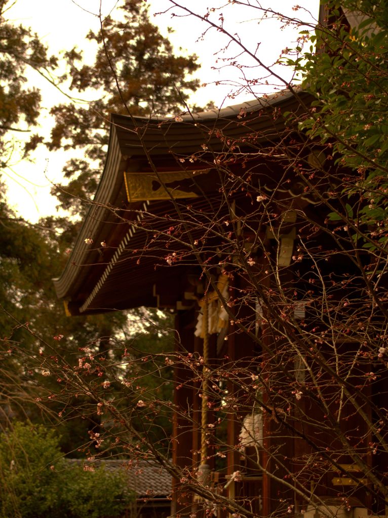 春は近くか遠くか　～飛鳥坐神社　本殿横～