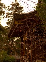 春は近くか遠くか　～飛鳥坐神社　本殿横～
