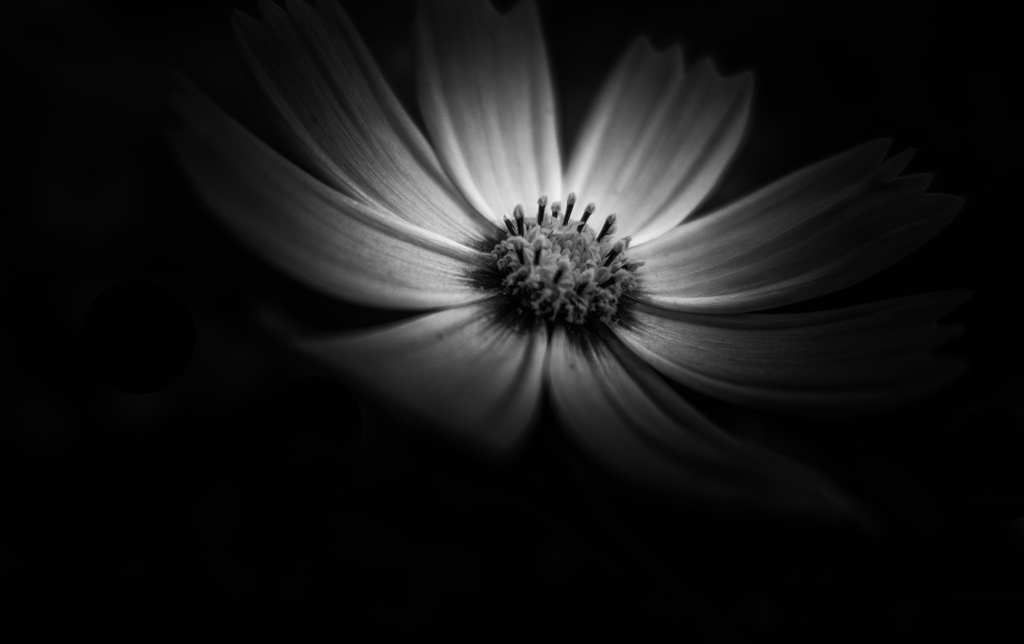 SHAPE OF FLOWER