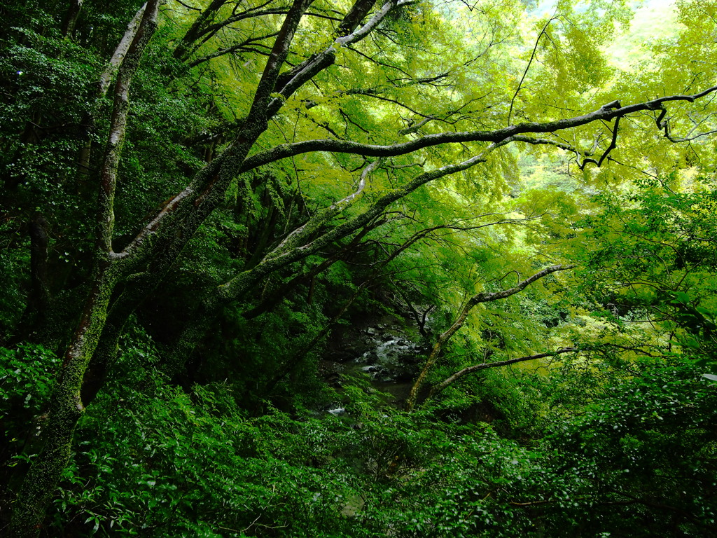 箕面の森Ⅲ