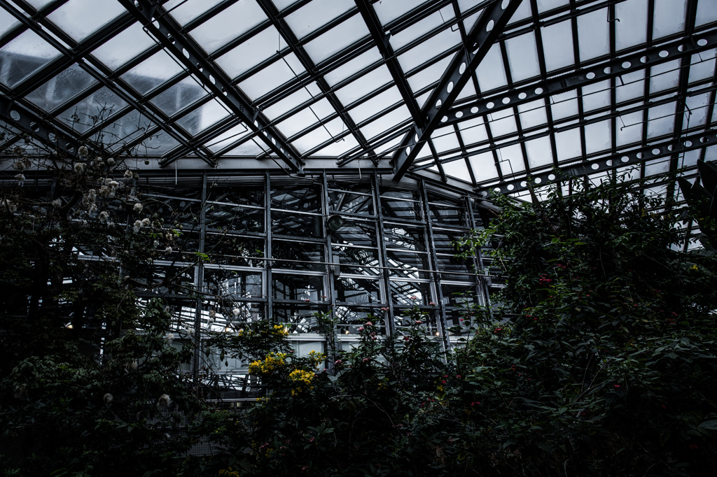 雨の植物園 Ⅵ