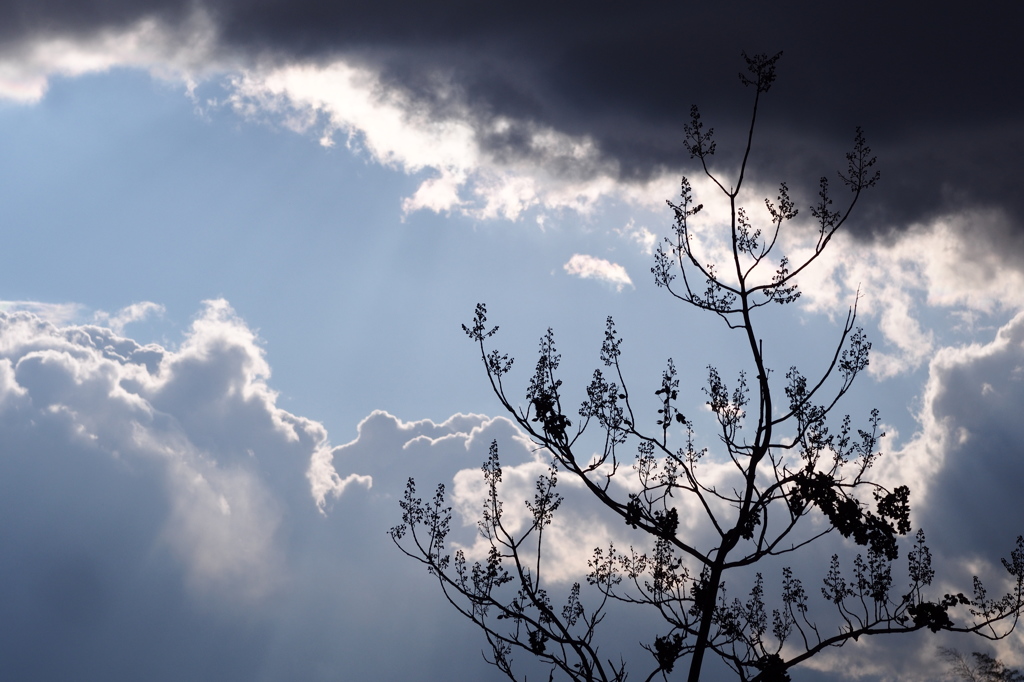 SKY (&) TREE