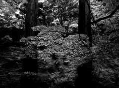 二樹間葉 ～霊山寺～