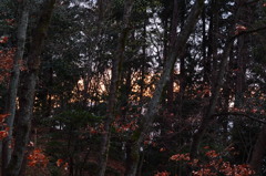 夕暮樹林
