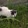 狙い猫