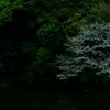 鴨桜図 Ⅱ