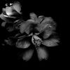 flower portrait Ⅳ　～fascinating flowers～