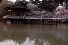 桜彩る浮見堂