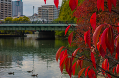 桜宮巡写録 Ⅶ