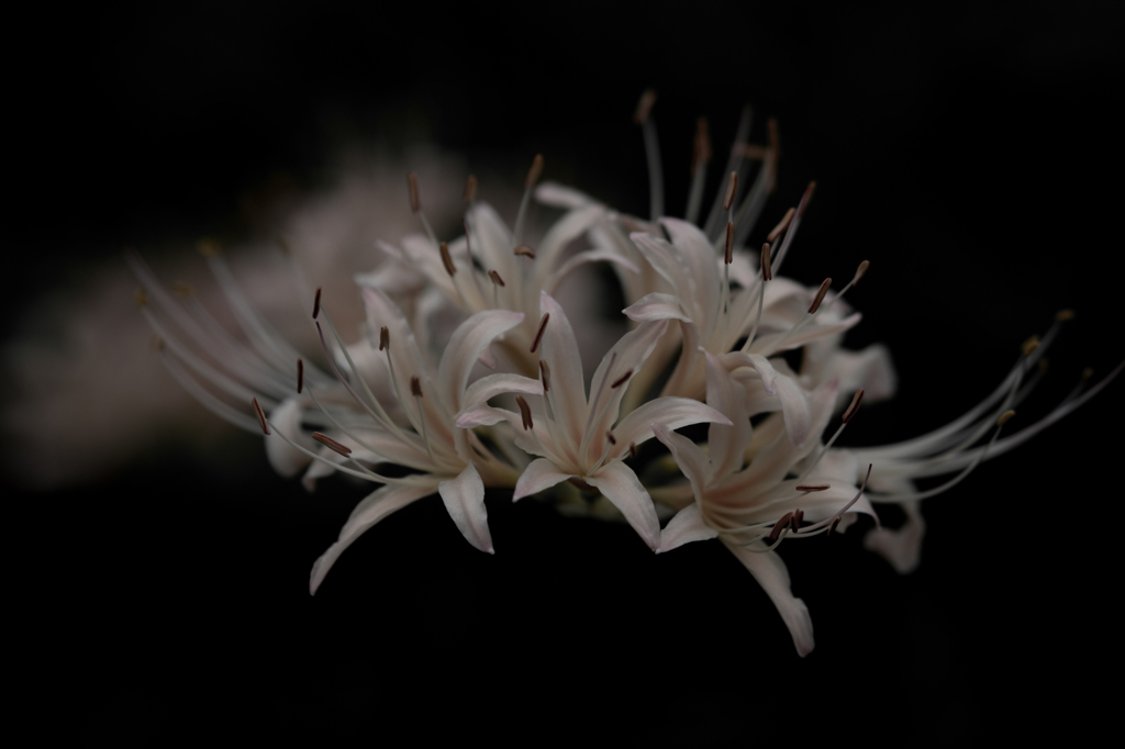 Charm of Flower Ⅱ