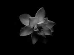 shape of flower Ⅴ