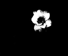 shape of flower　Ⅱ