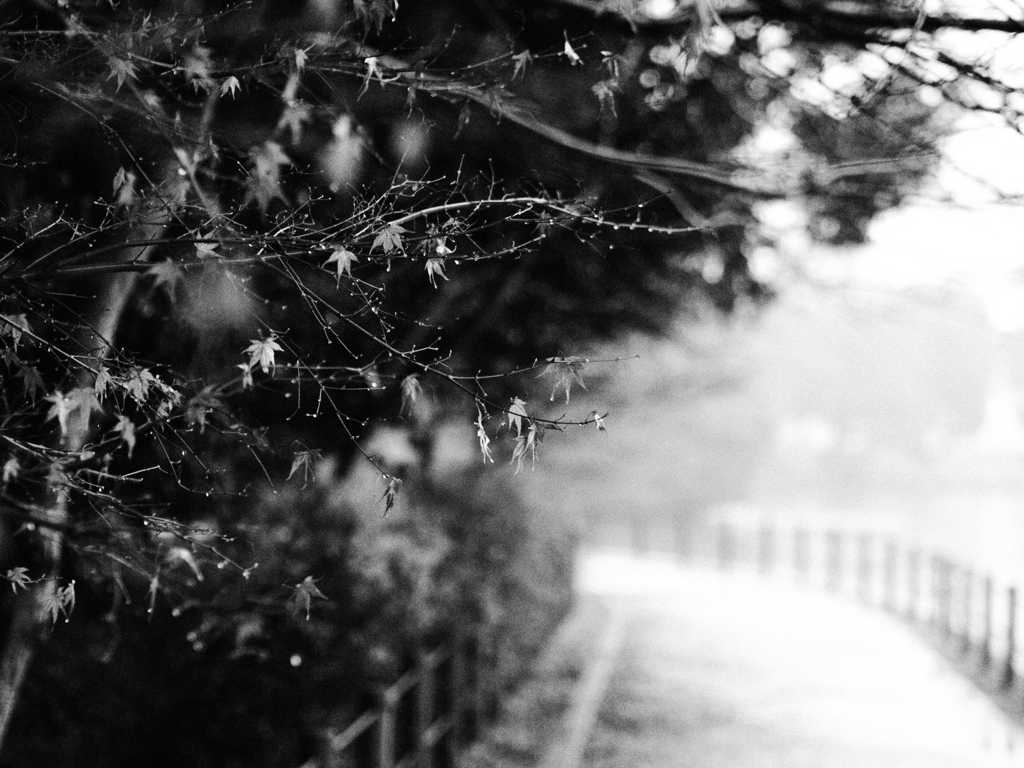 雨紅葉