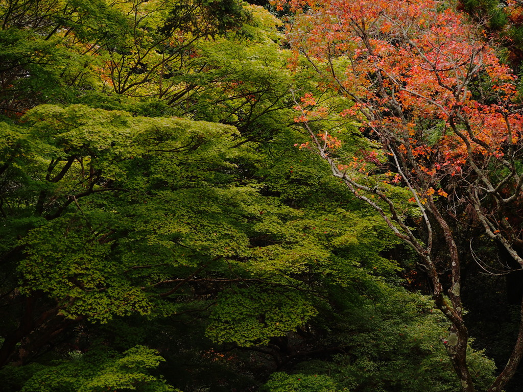 緑紅樹図