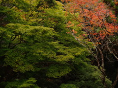 緑紅樹図