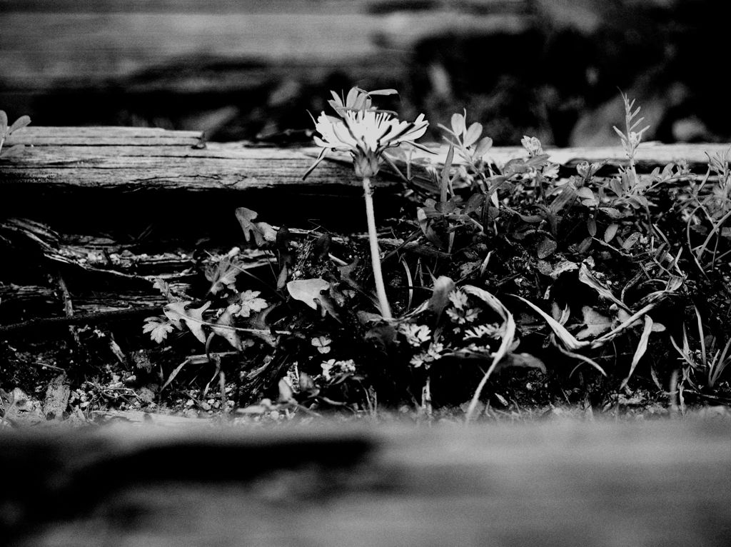 little flower