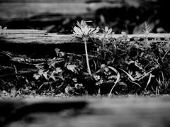 little flower