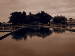 金魚池 ～大和郡山～