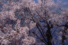 枝垂れ桜