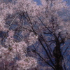 枝垂れ桜