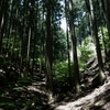 吉野を形作る木々の群れ