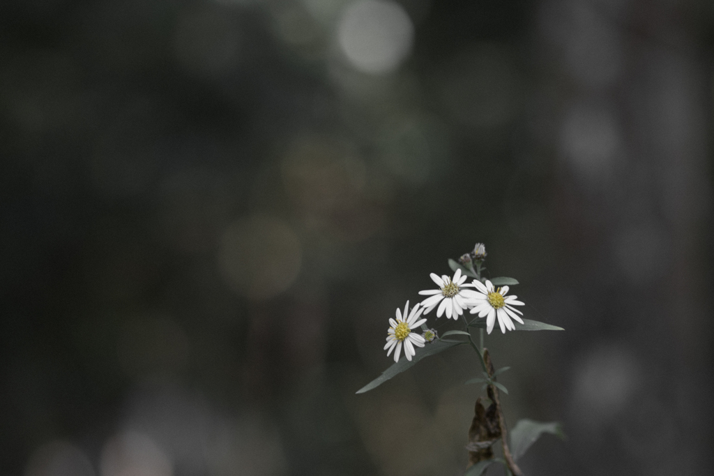 Charm of Flower Ⅳ