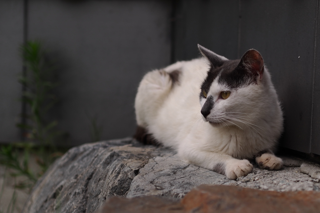 観察猫