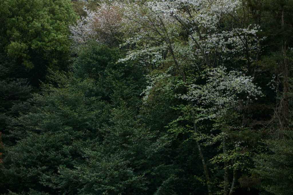 緑化桜