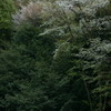 緑化桜