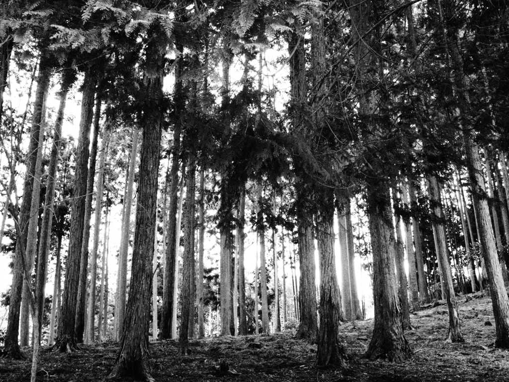 樹間光　～Murou Art Forest～