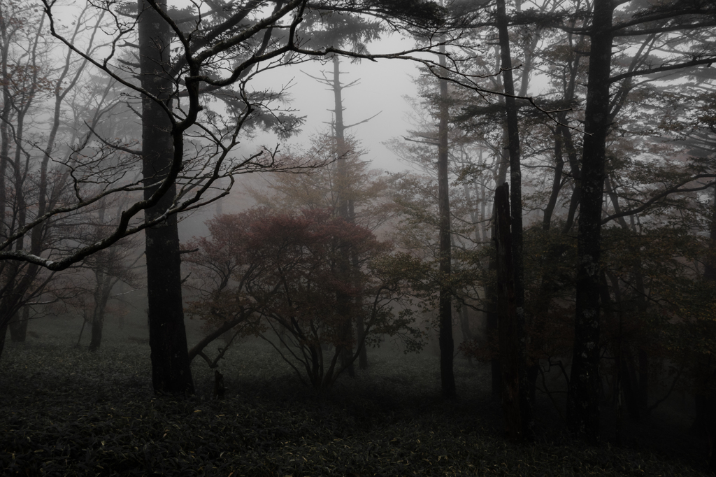 霞紅葉 Ⅱ