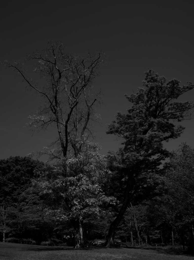微妙なバランス ～二上山ふるさと公園～