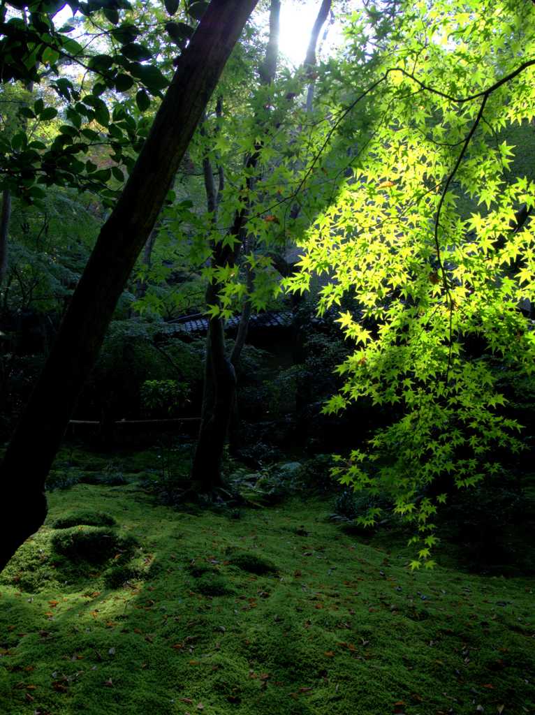 祇王寺 Ⅱ