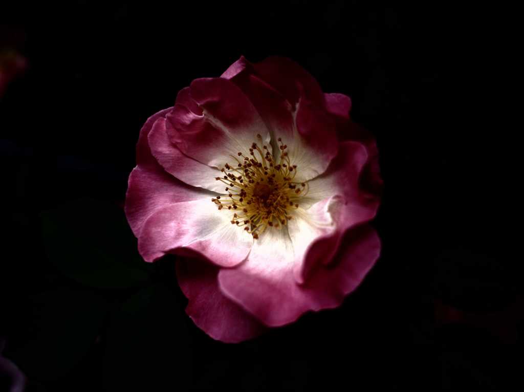 花姿