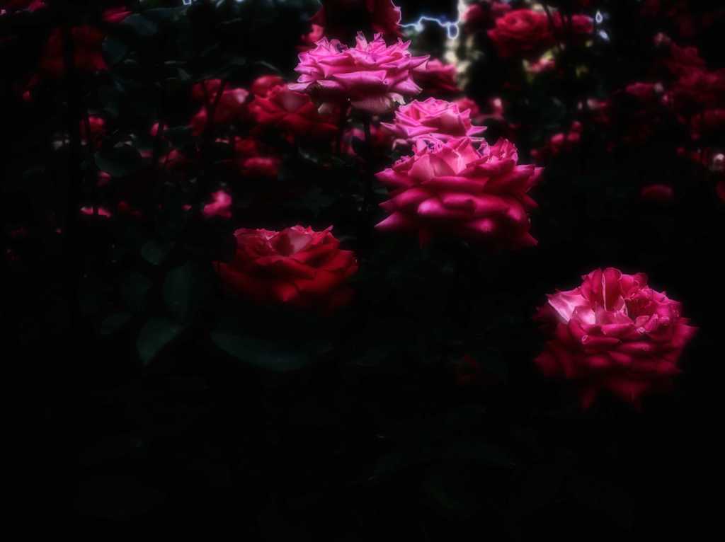 花姿 Ⅸ