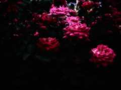 花姿 Ⅸ