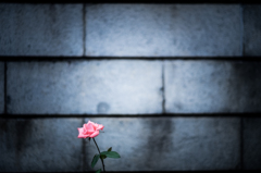 LONELY ROSE