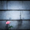 LONELY ROSE