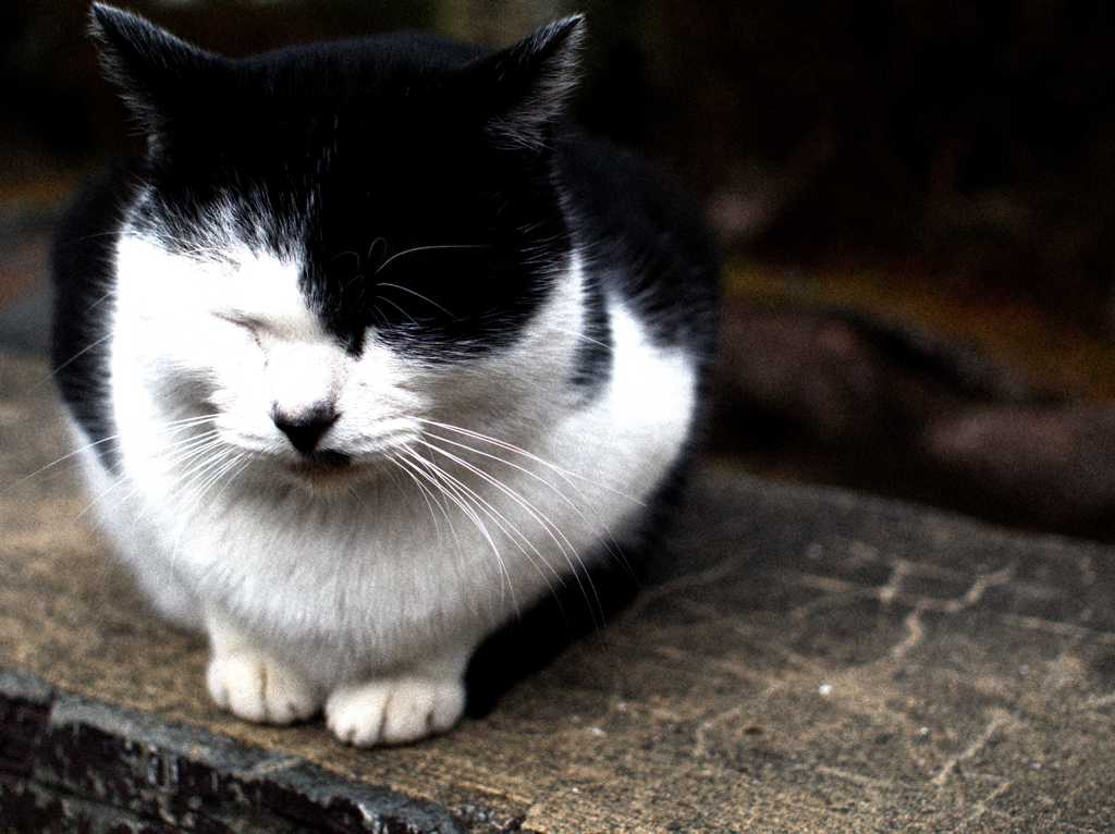 眠り猫