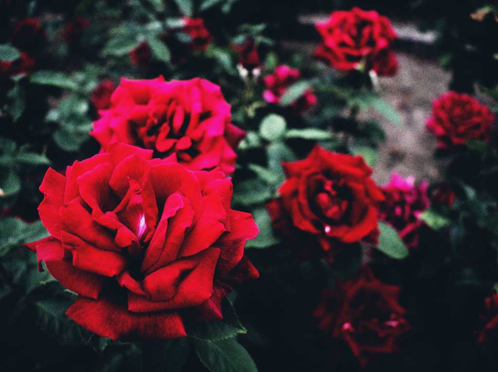 花姿 Ⅹ