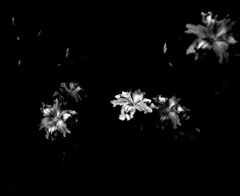 flower portrait ⅩⅠ
