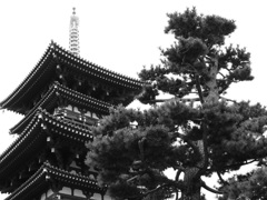 西塔に寄り添う、樹。　～薬師寺～