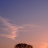 SUNSET TREE