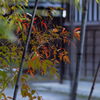 片隅に彩りを
