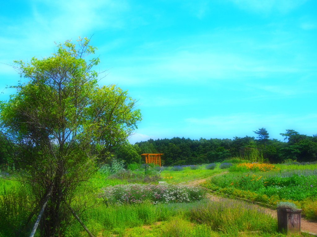 GARDEN