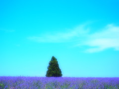 淡愁風景